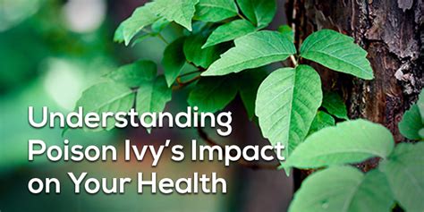 Understanding the Effects of Poison Ivy: Insight into the Plant and Its Impact