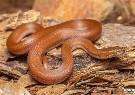 Understanding the Emotional Response to a Dream with a Brown Snake