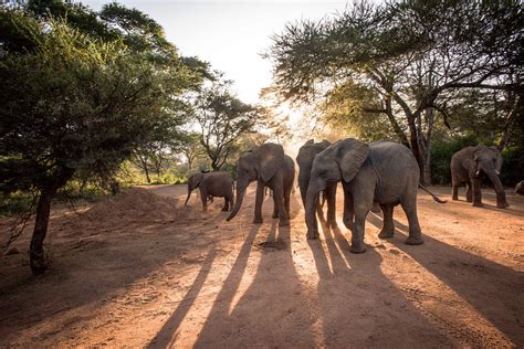 Understanding the Enchanting World of Young Elephants