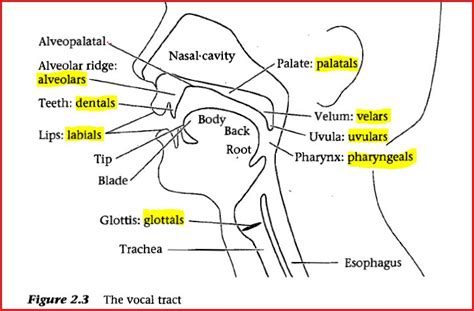 Understanding the Enlarged Linguistic Organ Occurrence