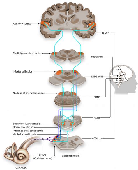 Understanding the Essence of Experiencing a Tickling Sensation within One's Auditory Canal