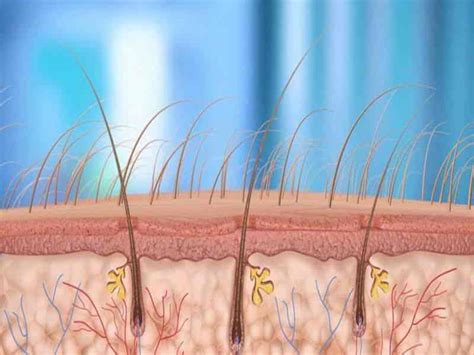 Understanding the Factors Leading to Hair Root Damage