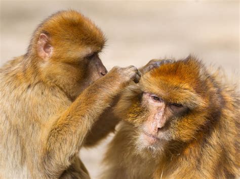 Understanding the Fascinating Behavior of Domesticated Primates