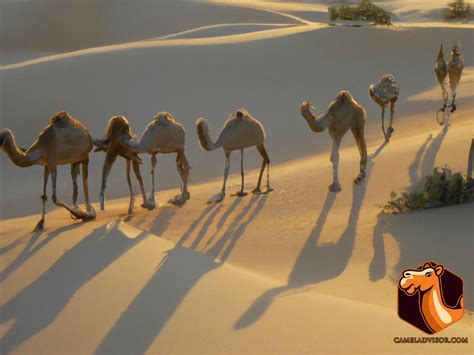 Understanding the Fascinating History of Camels