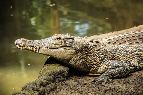 Understanding the Fascination with Companion Crocodilians