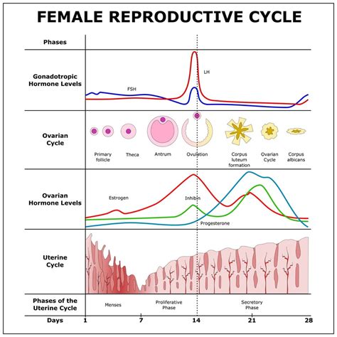 Understanding the Female Reproductive Cycle