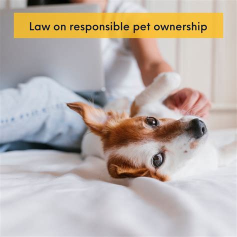 Understanding the Financial Responsibilities of Dog Ownership