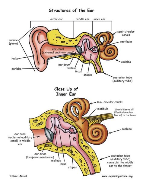 Understanding the Function and Structure of the Ear