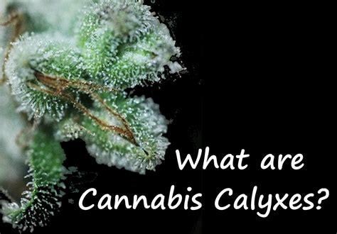 Understanding the Fundamentals: What Is Cannabis?