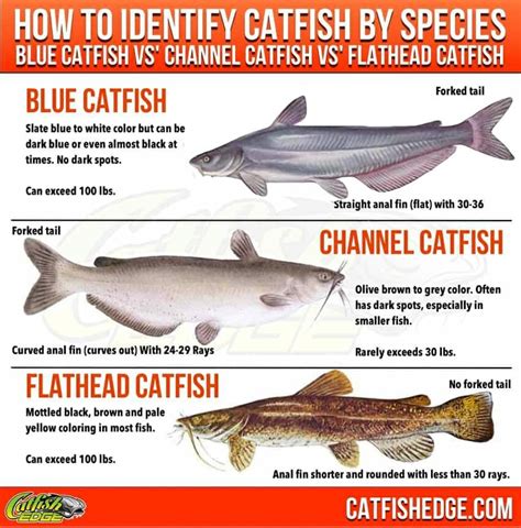 Understanding the Fundamentals of Catfishing: Anatomy and Habitat