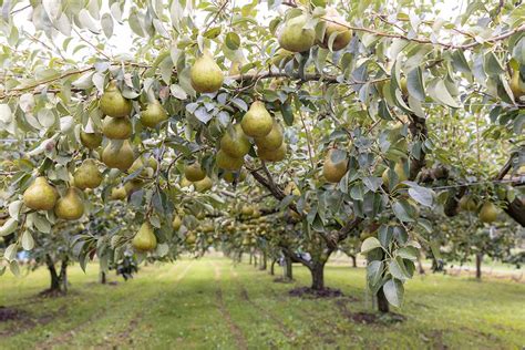 Understanding the Fundamentals of Cultivating a Fruitful Pear Tree