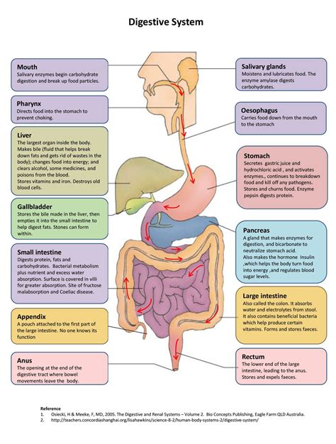 Understanding the Fundamentals of Digestive System Functions