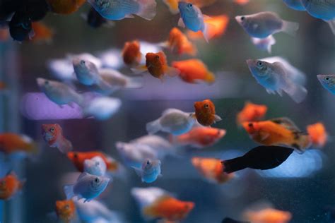 Understanding the Fundamentals of Fish Breeding