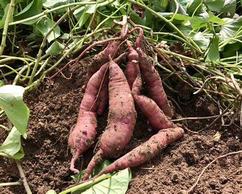 Understanding the Fundamentals of Growing Delicious Tubers