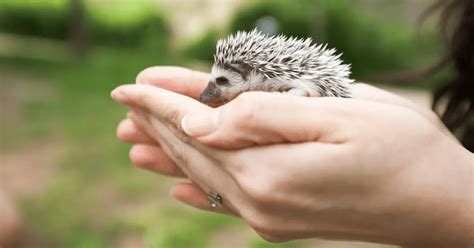 Understanding the Fundamentals of Hedgehog Ownership