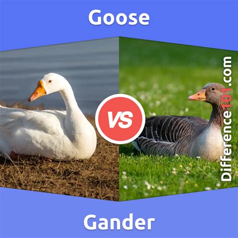 Understanding the Gender Differences of Geese: Choosing Between a Goose and a Gander