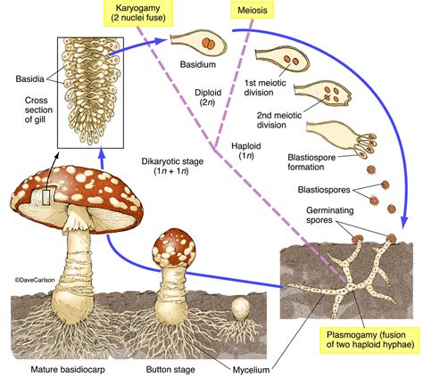 Understanding the Growth Requirements of Fungi