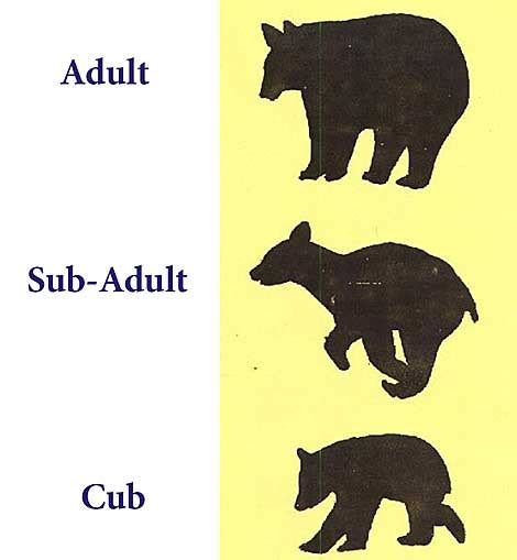 Understanding the Growth and Development of Bears: From Cub to Adult