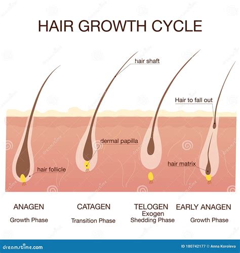 Understanding the Hair Growth Cycle: A Key to Unlocking Lengthy Locks