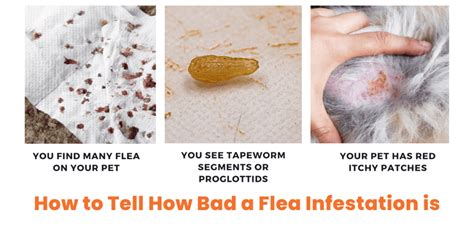 Understanding the Hazards of Flea Infestation