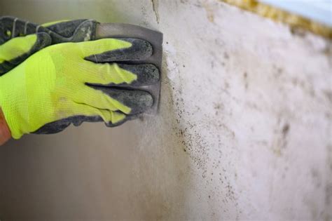 Understanding the Hazards of Mold Invasion