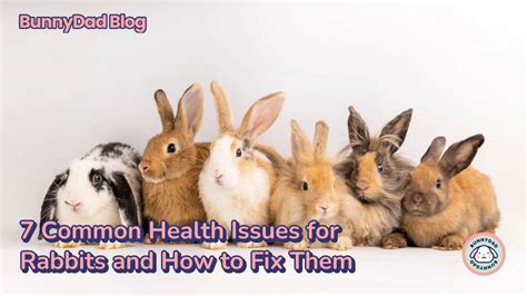 Understanding the Health Issues in Bunnies: A Guide to Providing Aid