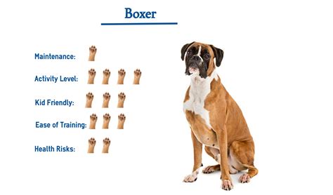 Understanding the High Energy Levels of Boxer Dogs