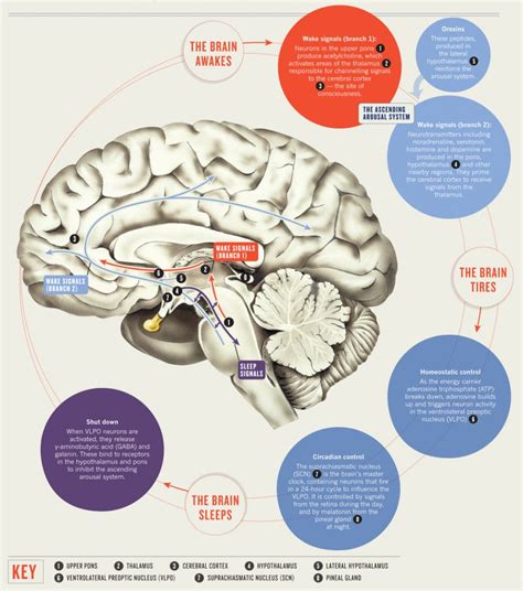 Understanding the Impact of Control and Restriction in Dreams Involving Sticky Appendages