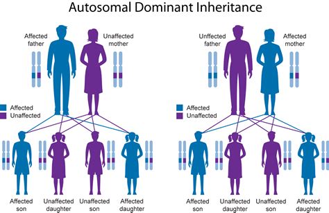 Understanding the Impact of Inherited Genetic Factors on Height