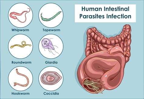 Understanding the Impact of Worm Infections