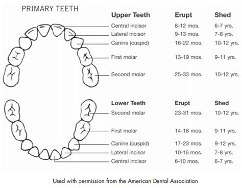 Understanding the Importance of a Baby's First Tooth: A Parent's Guide