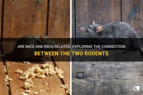 Understanding the Intricate Connection Between Little Rodents and Personal Connections