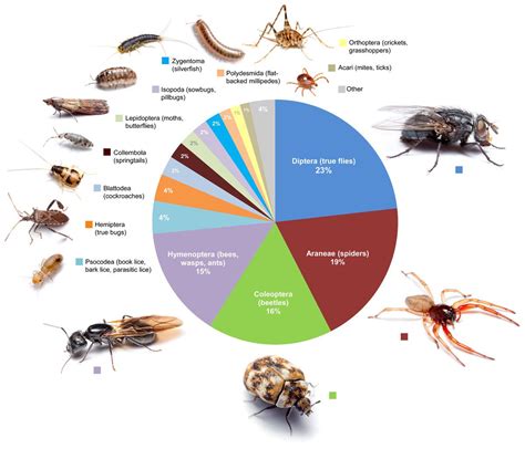 Understanding the Invasion of Insects: Common Creatures Found in Houses