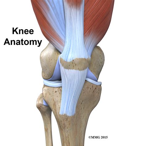 Understanding the Knee's Structure and Function