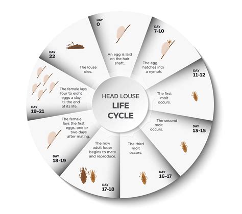 Understanding the Life Cycle of Lice: Key Facts Every Parent Should Know