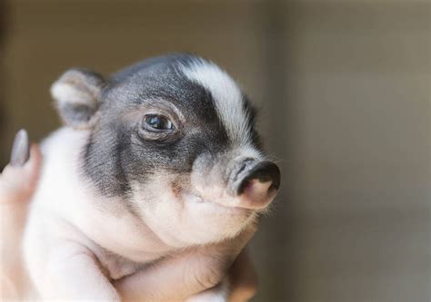 Understanding the Lifespan and Long-term Commitment of Miniature Pot-Bellied Swine