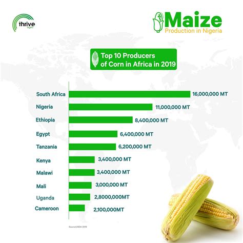 Understanding the Market Demand for Maize Products