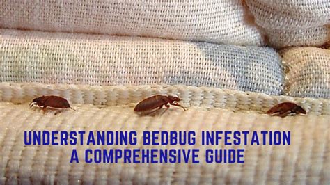 Understanding the Menace: Bedbug Infestation Unveiled