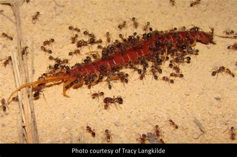 Understanding the Menace: Fire Ants' Impact on the Ecosystem