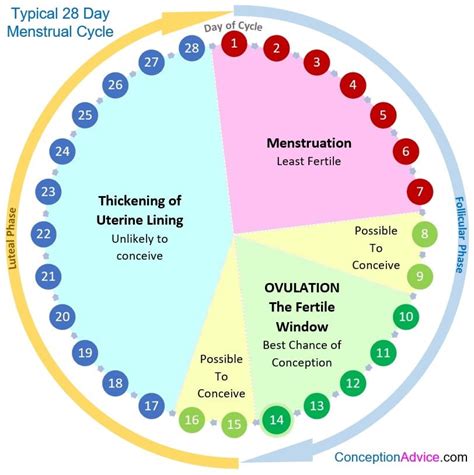 Understanding the Menstrual Cycle