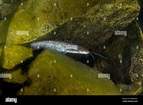 Understanding the Natural Habitats of Enormous Catfish