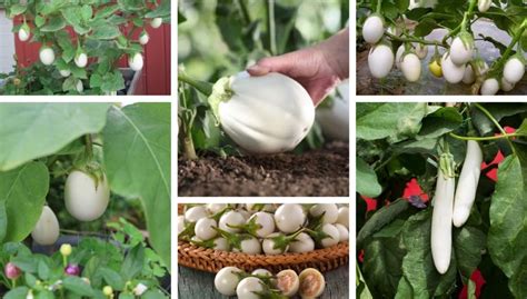 Understanding the Optimal Conditions for Eggplants