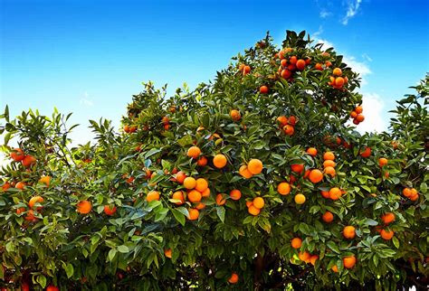 Understanding the Optimal Soil Conditions for Tangerine Tree Growth