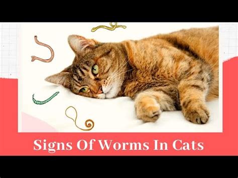 Understanding the Origins of Feline Worm Infections