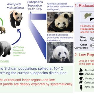 Understanding the Origins of Luna Panda