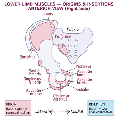 Understanding the Origins of Pus Formation on the Lower Extremity