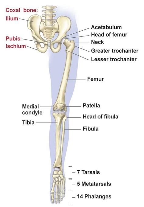 Understanding the Origins of Weighed-Down Lower Limbs