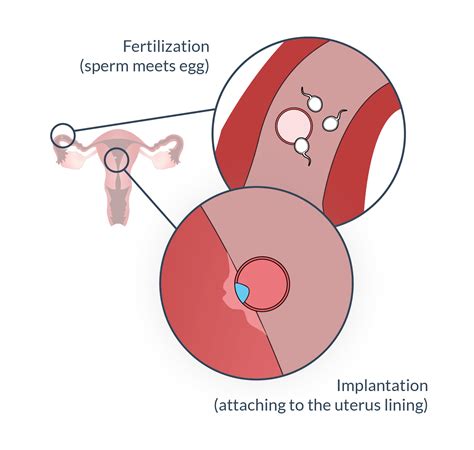 Understanding the Ovarian Cycle: Enhancing Your Chances of Conception