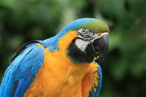 Understanding the Personalized Meaning of Dreaming about a Pale Parrot