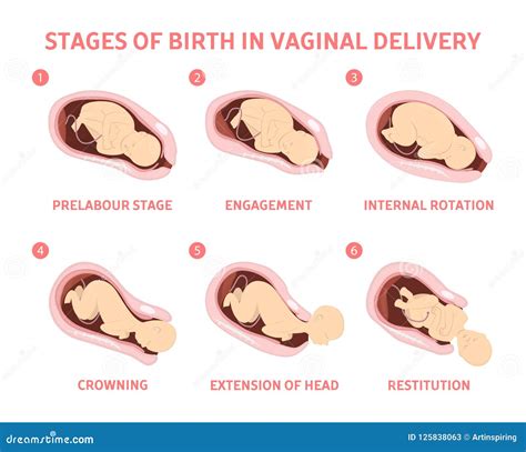 Understanding the Phases of Delivery